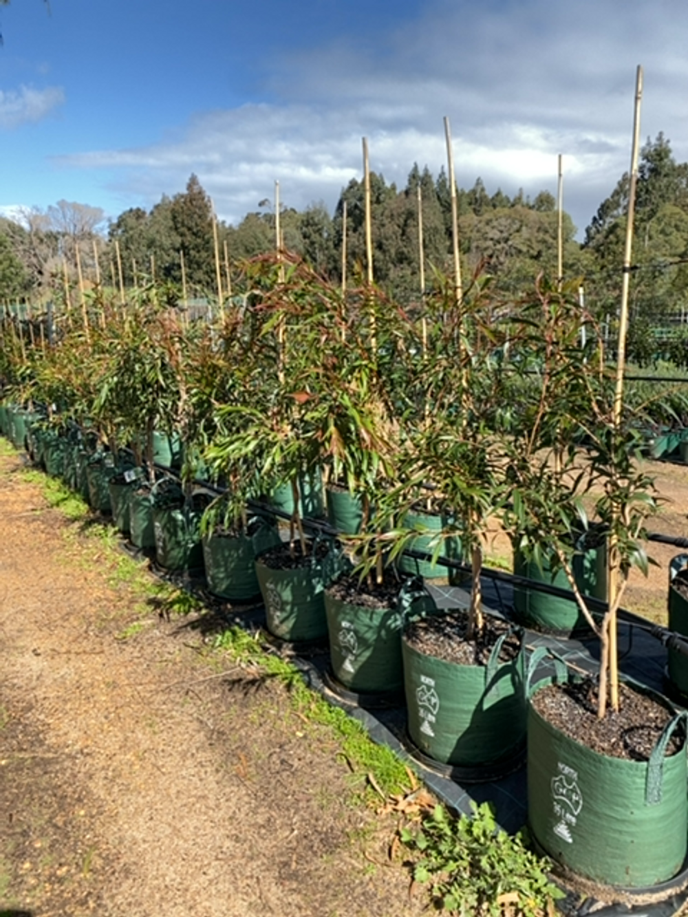 Agonis flexuosa (35lt)