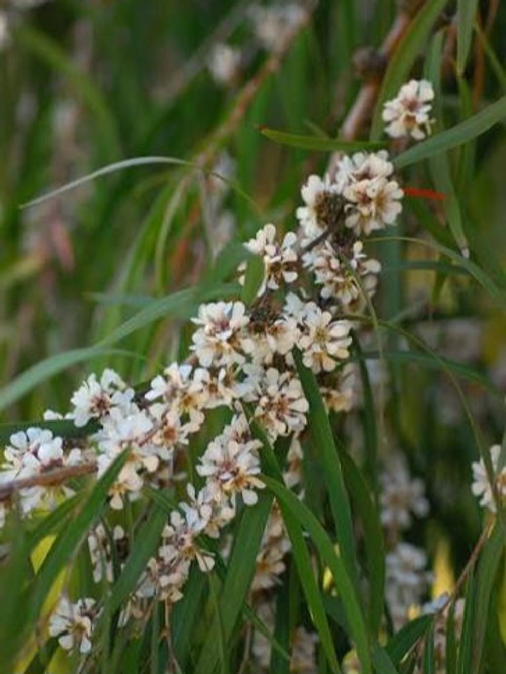 AGONIS FLEXUOSA (6LT)
