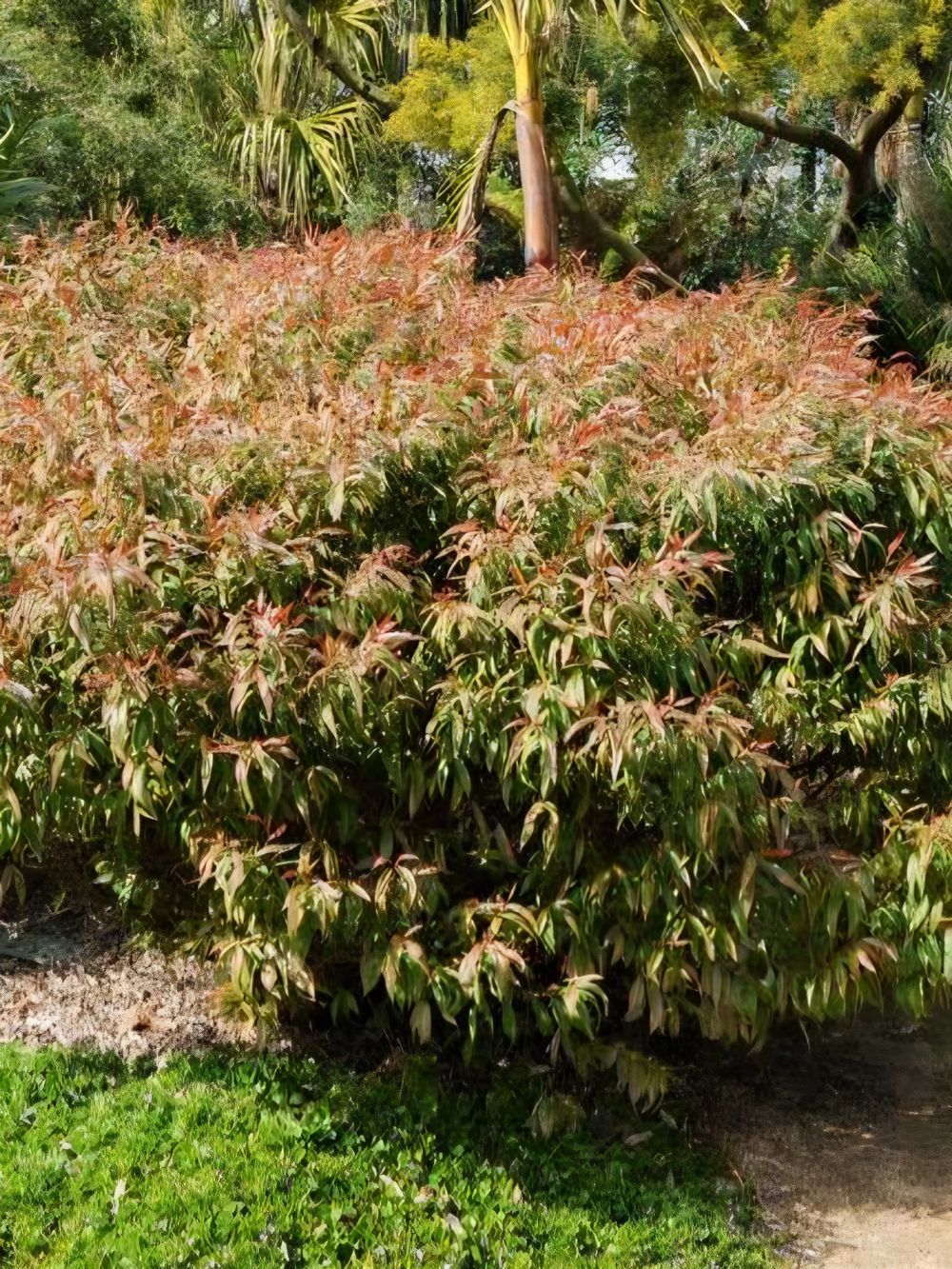 Agonis flexuosa nana (14cm)