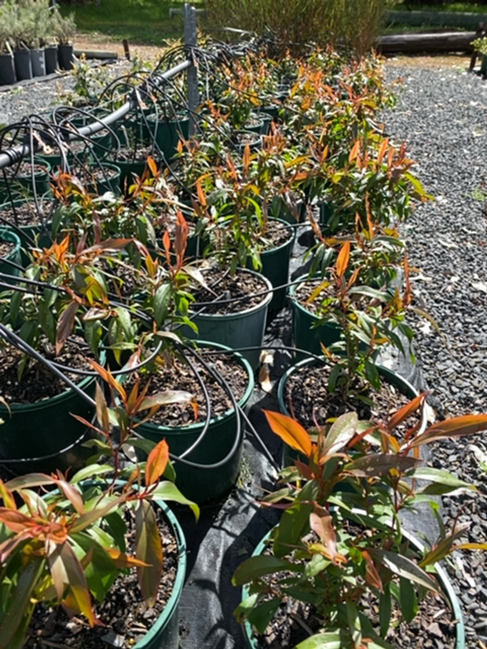 Agonis flexuosa nana (20cm)