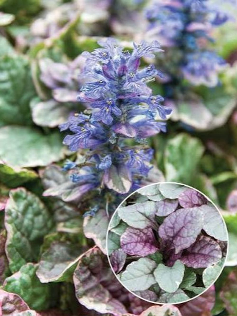 Ajuga Burgundy Glow(14cm)