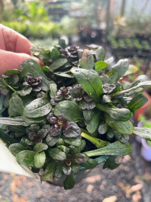AJUGA TUFF N TIDY (14CM)
