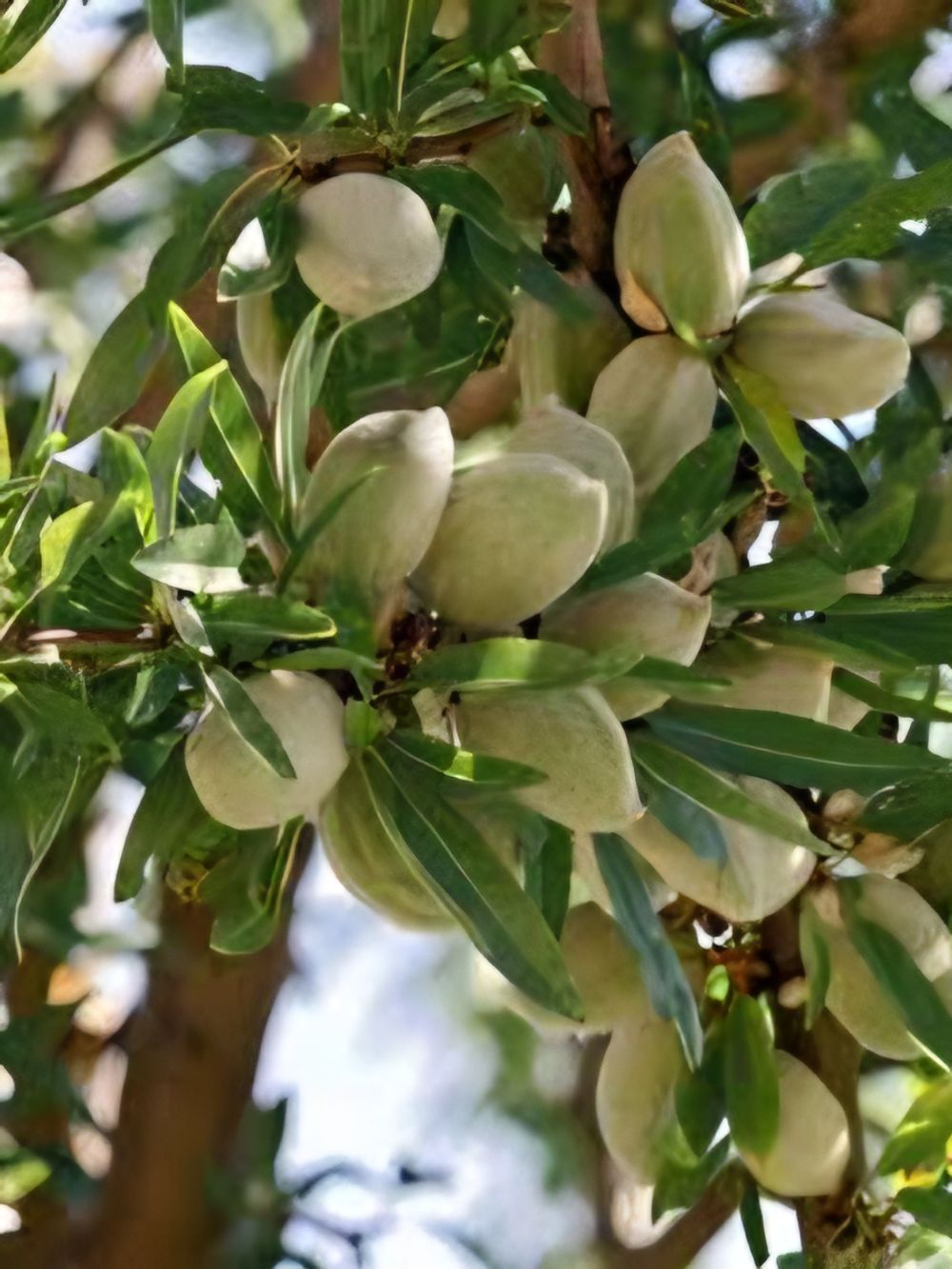 Almond All In One (25lt)