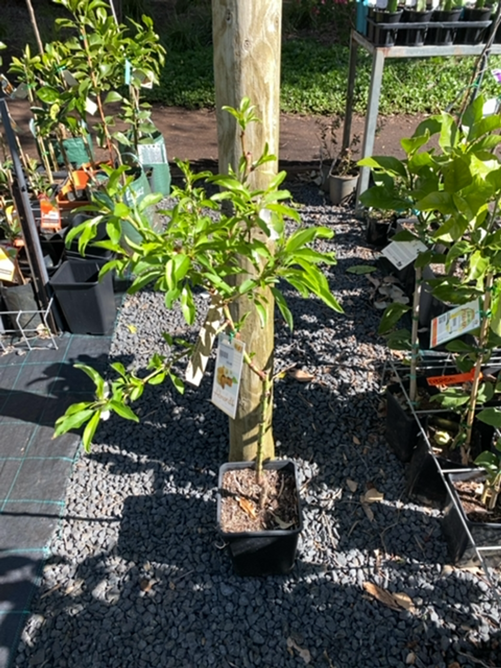 ALMOND BRANDES JORDAN (6LT)