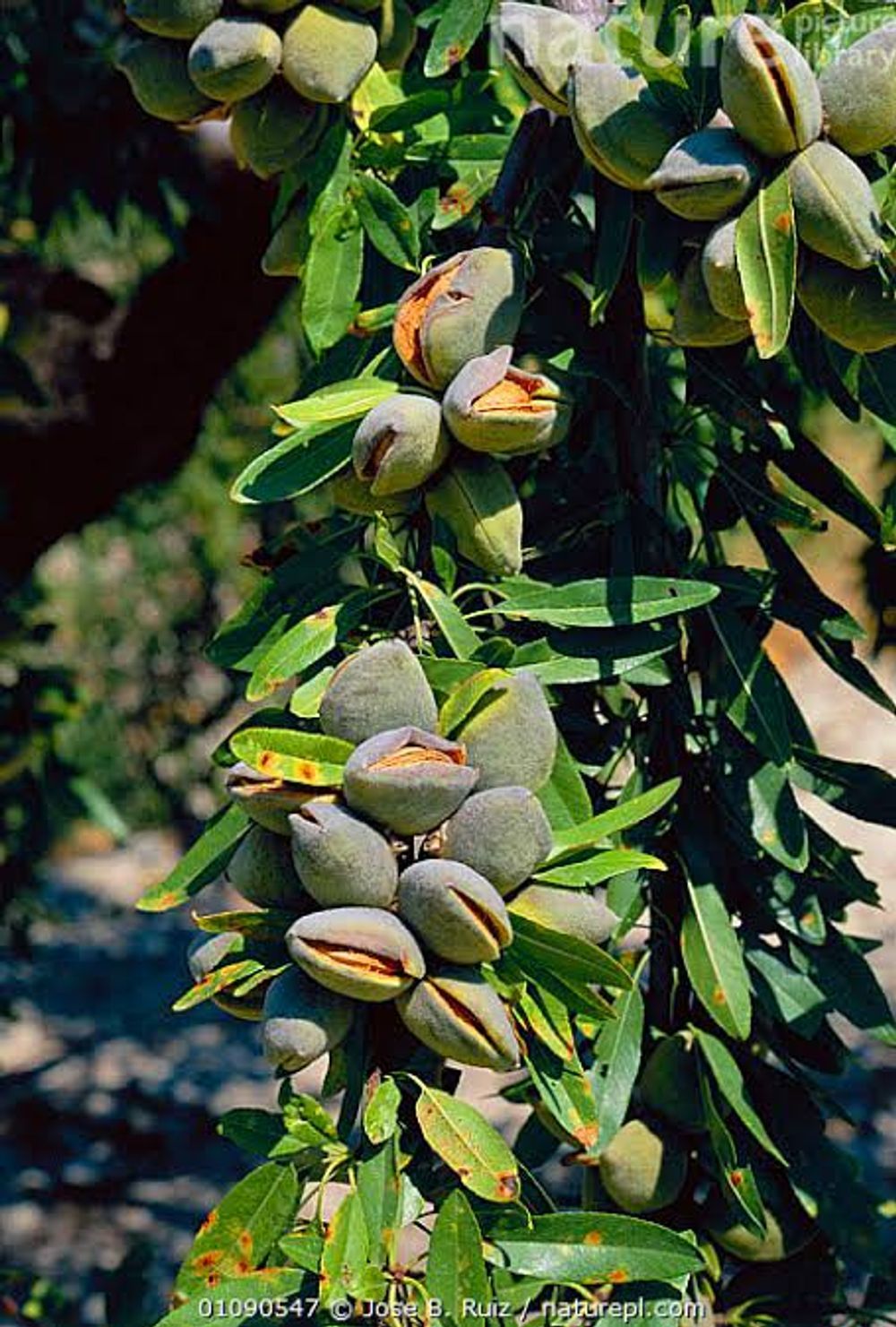 Almond Brandes Jordan (6lt)