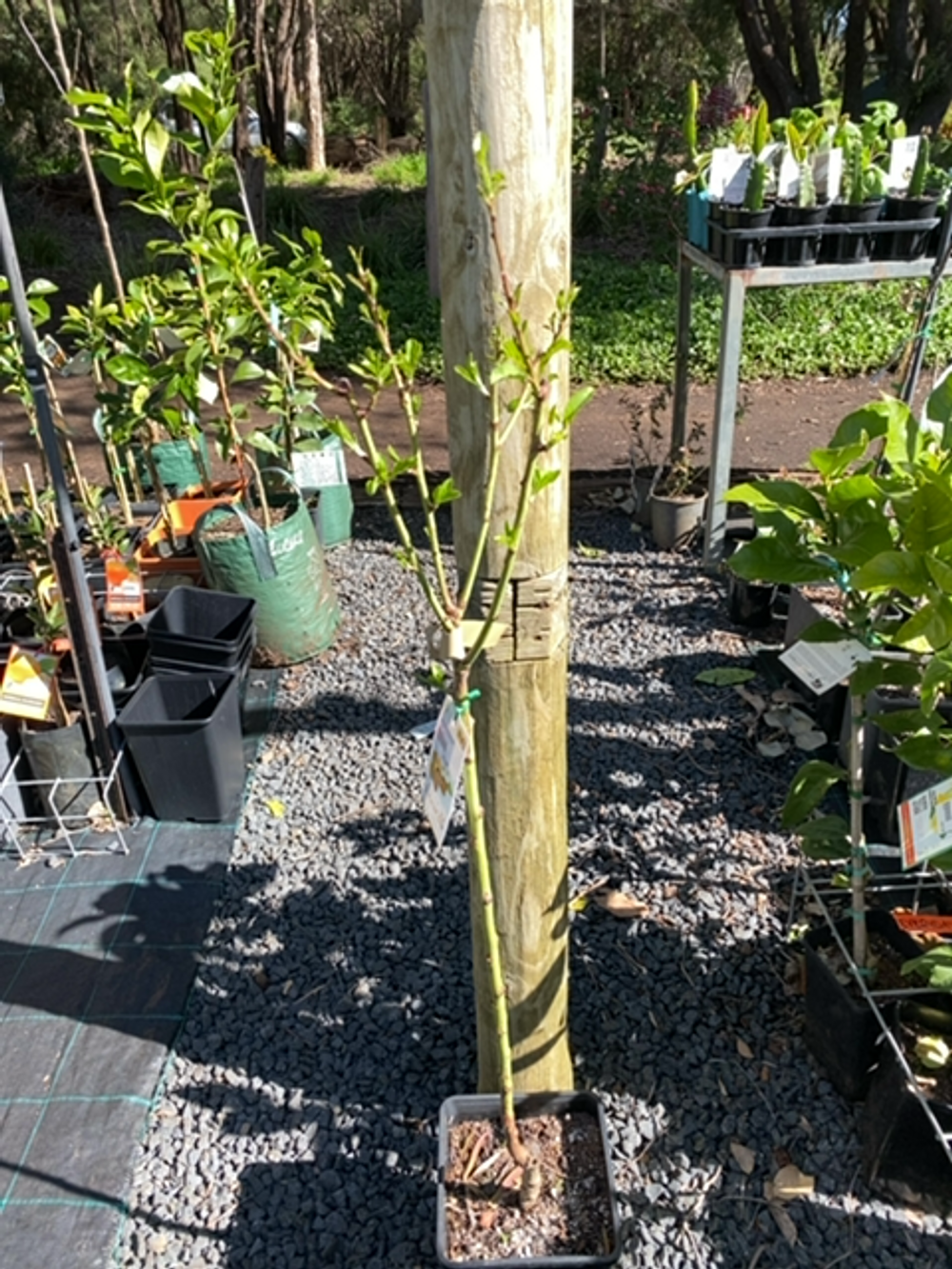 ALMOND JOHNSTON PROLIFIC (6LT)