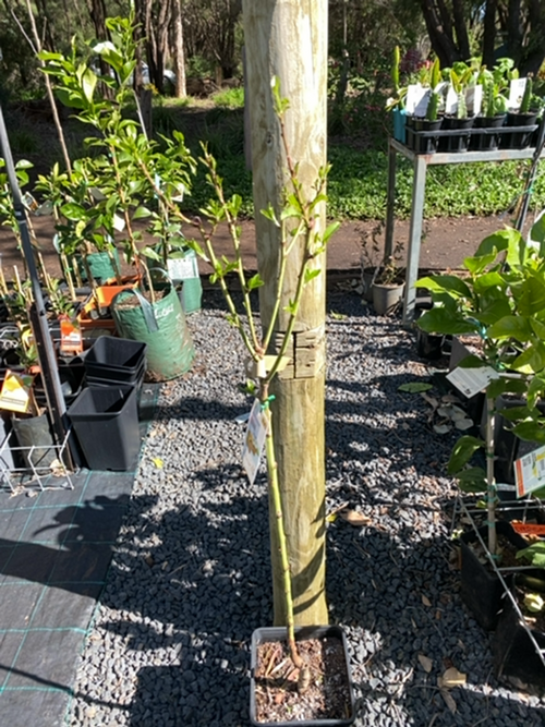 ALMOND JOHNSTON PROLIFIC (6LT)