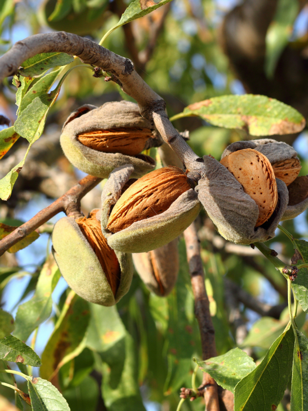 Almond Johnston Prolific (6lt)