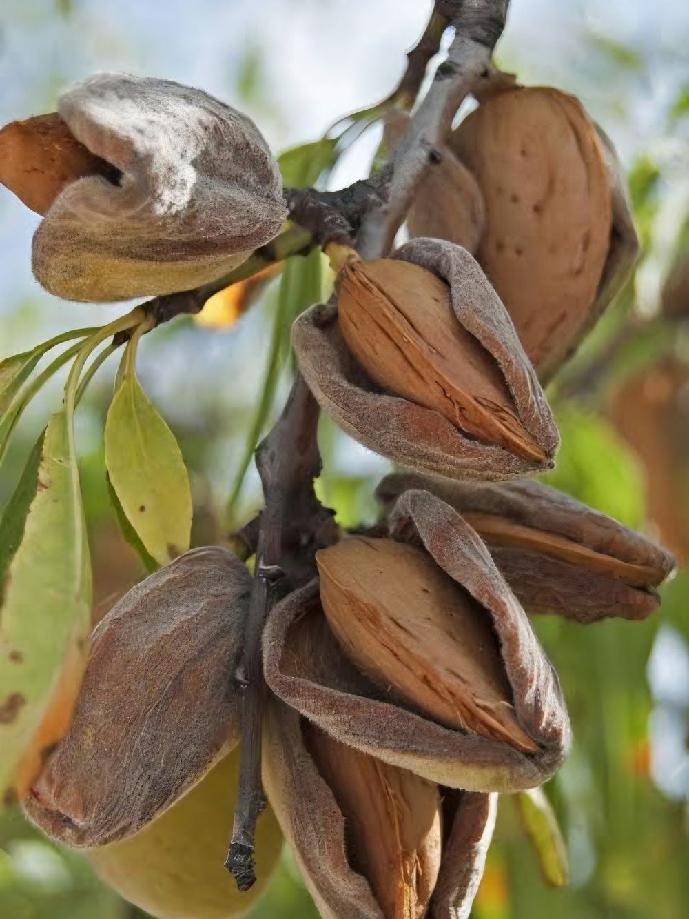 Almond Mission (6lt)