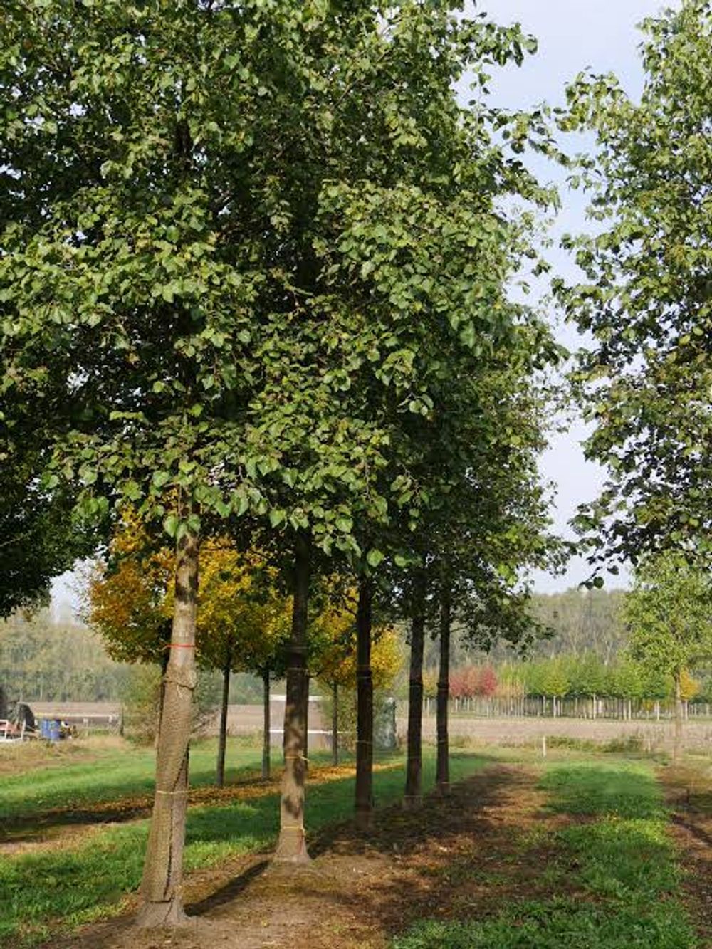 ALNUS CORDATUM ITALIAN ALDER (45LT)
