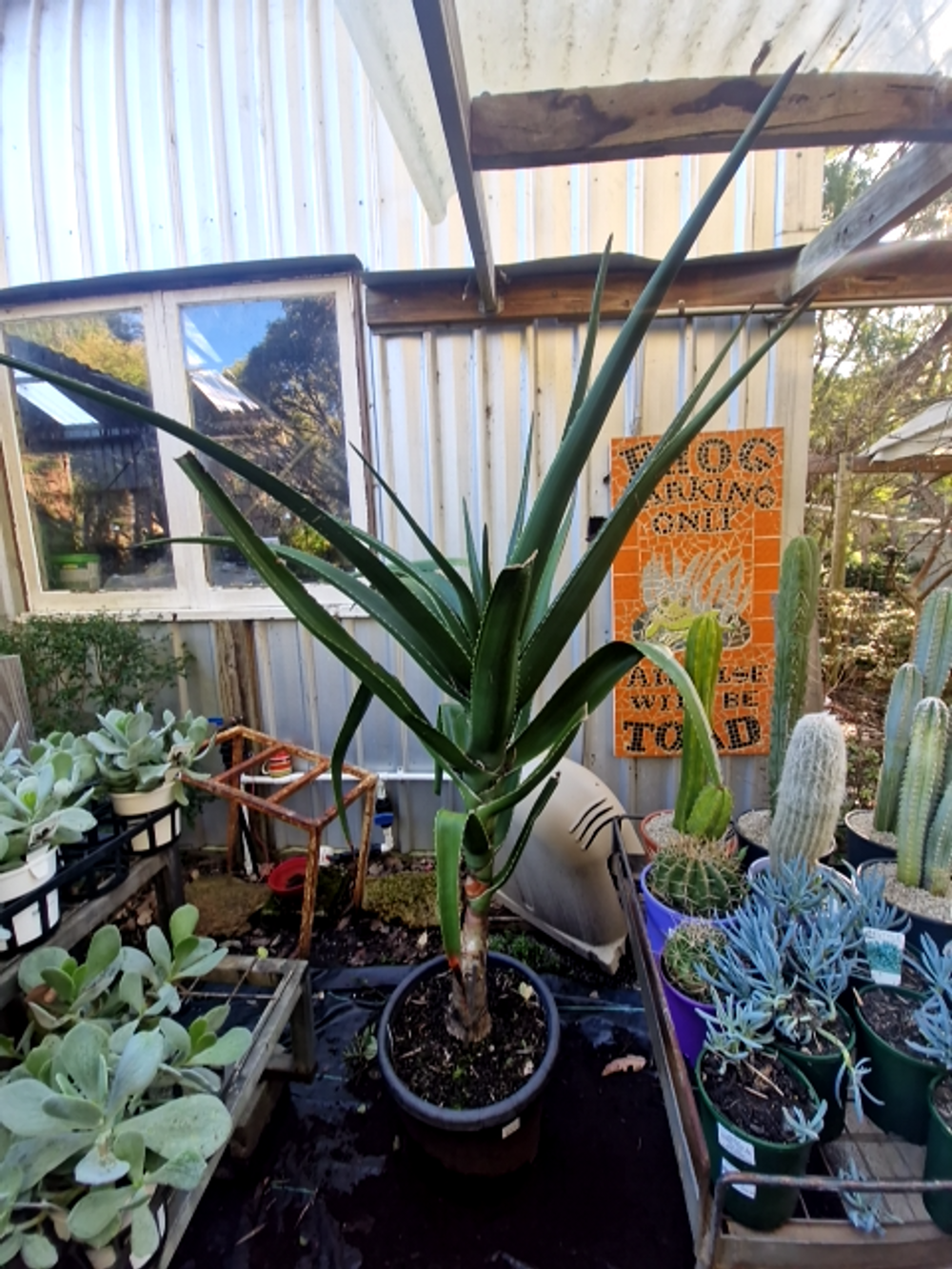 ALOE BARBERAE TREE ALOE (40CM)