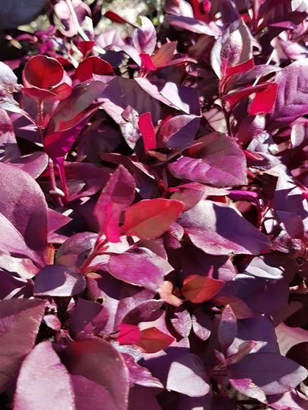 Alternanthera dentata Little Ruby TM 'LRU30' PBR (14cm)