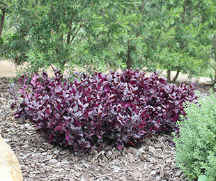 Alternanthera dentata Little Ruby TM 'LRU30' PBR (14cm)