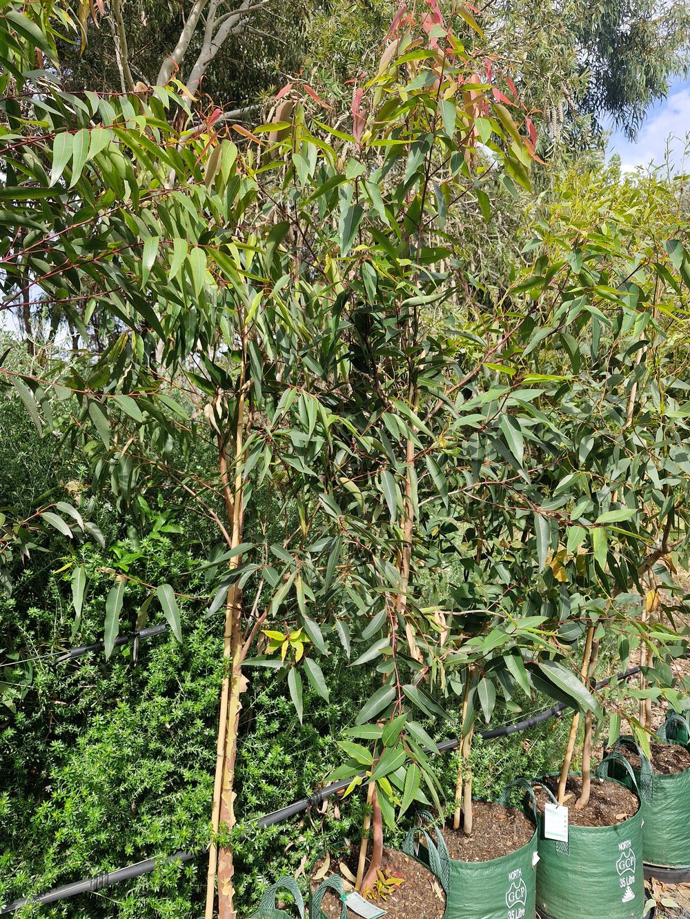 ANGOPHORA COSTATA SYDNEY RED GUM (35LT)
