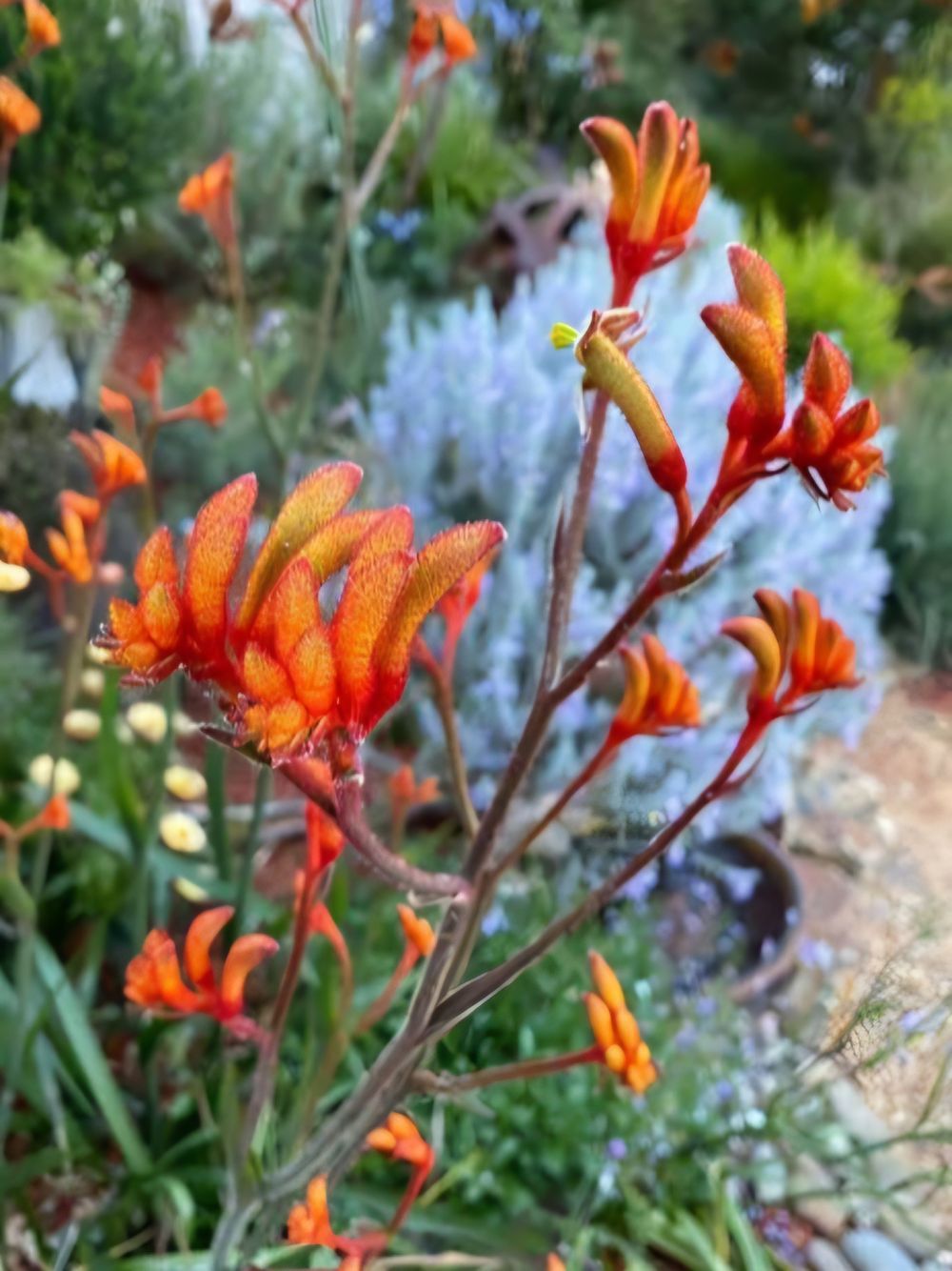 Anigozanthus Amber Velvet (14cm)