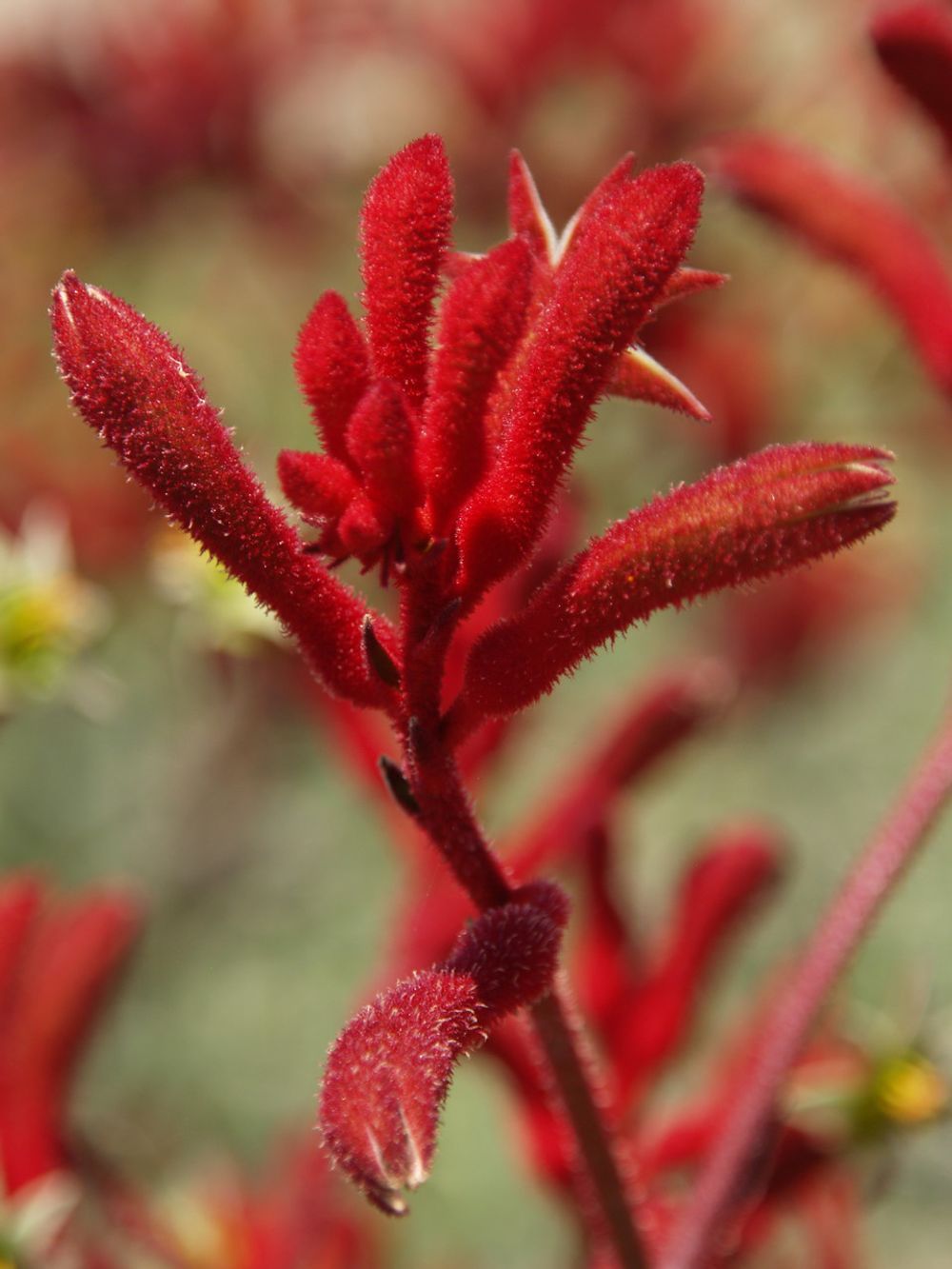 Anigozanthus Big Red (14cm)