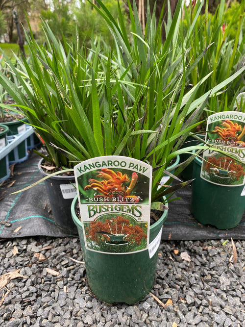 ANIGOZANTHUS BUSH BLITZ (14CM)