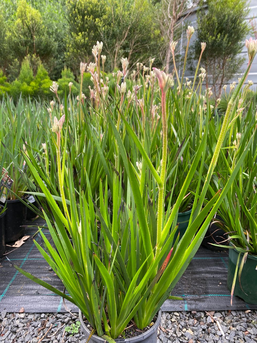 ANIGOZANTHUS BUSH DIAMOND (14CM)