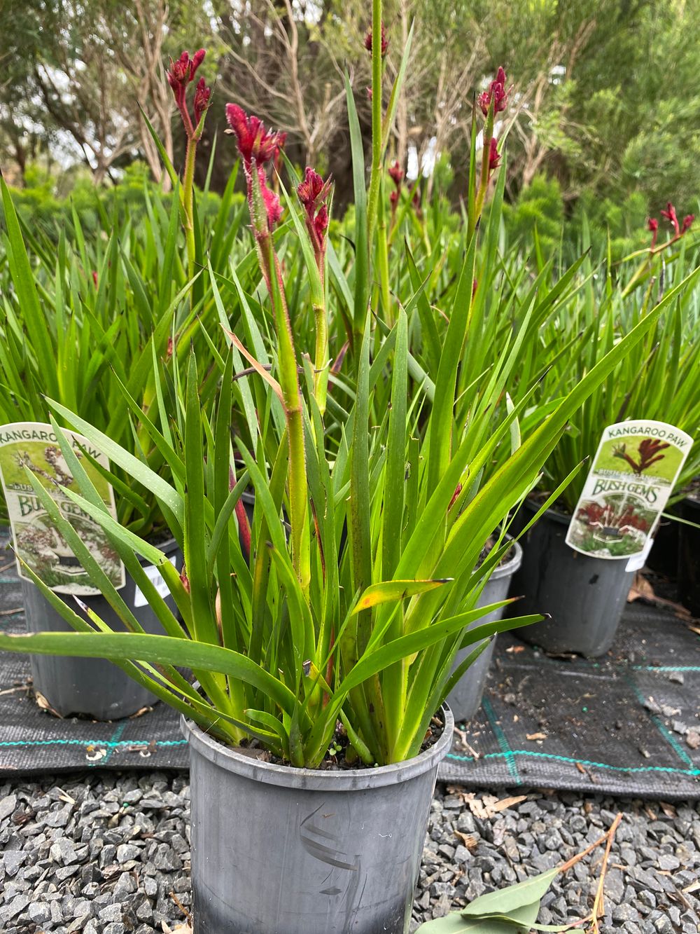 ANIGO BUSH ELEGANCE (14CM)