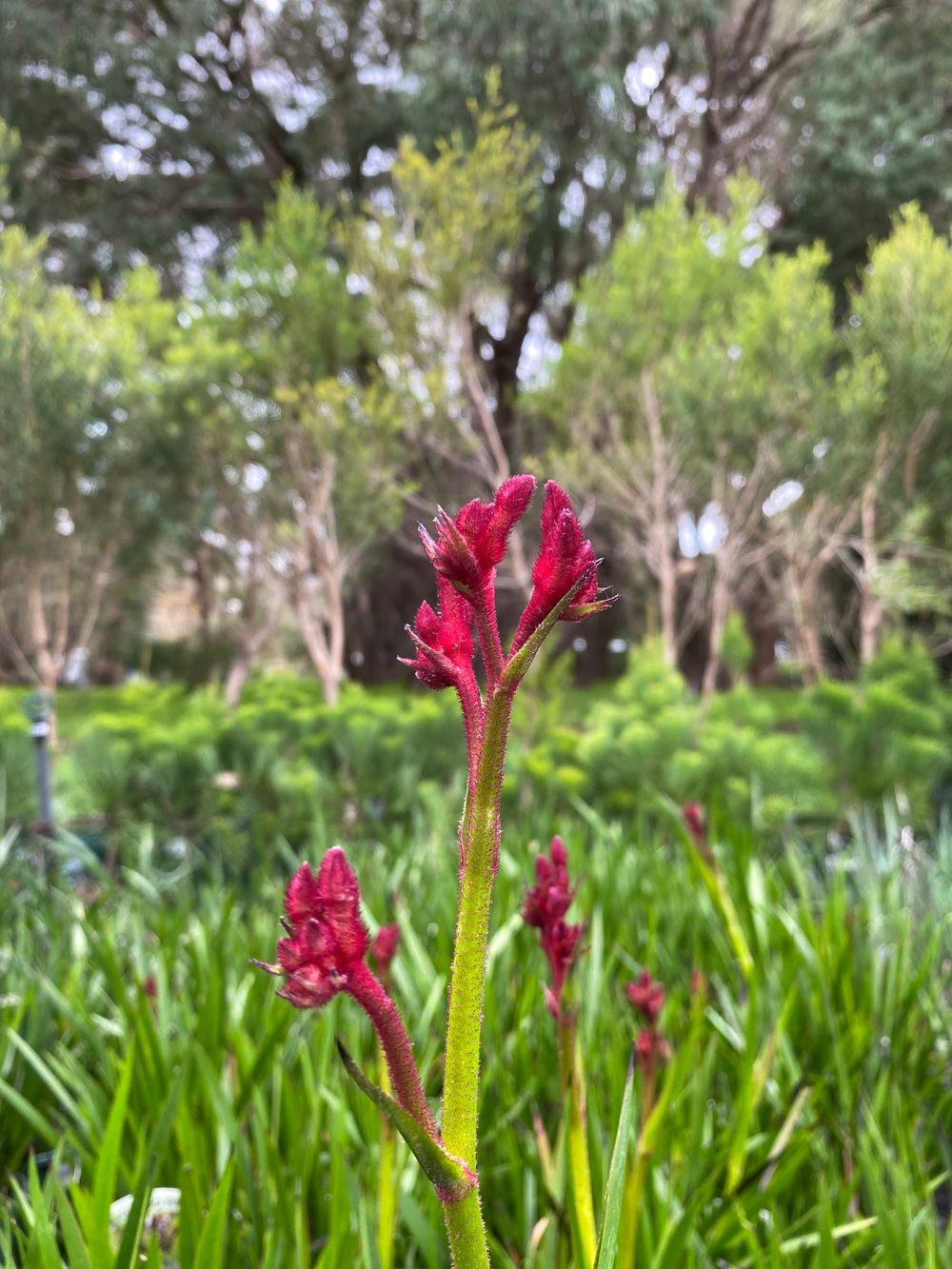 ANIGO BUSH ELEGANCE (14CM)