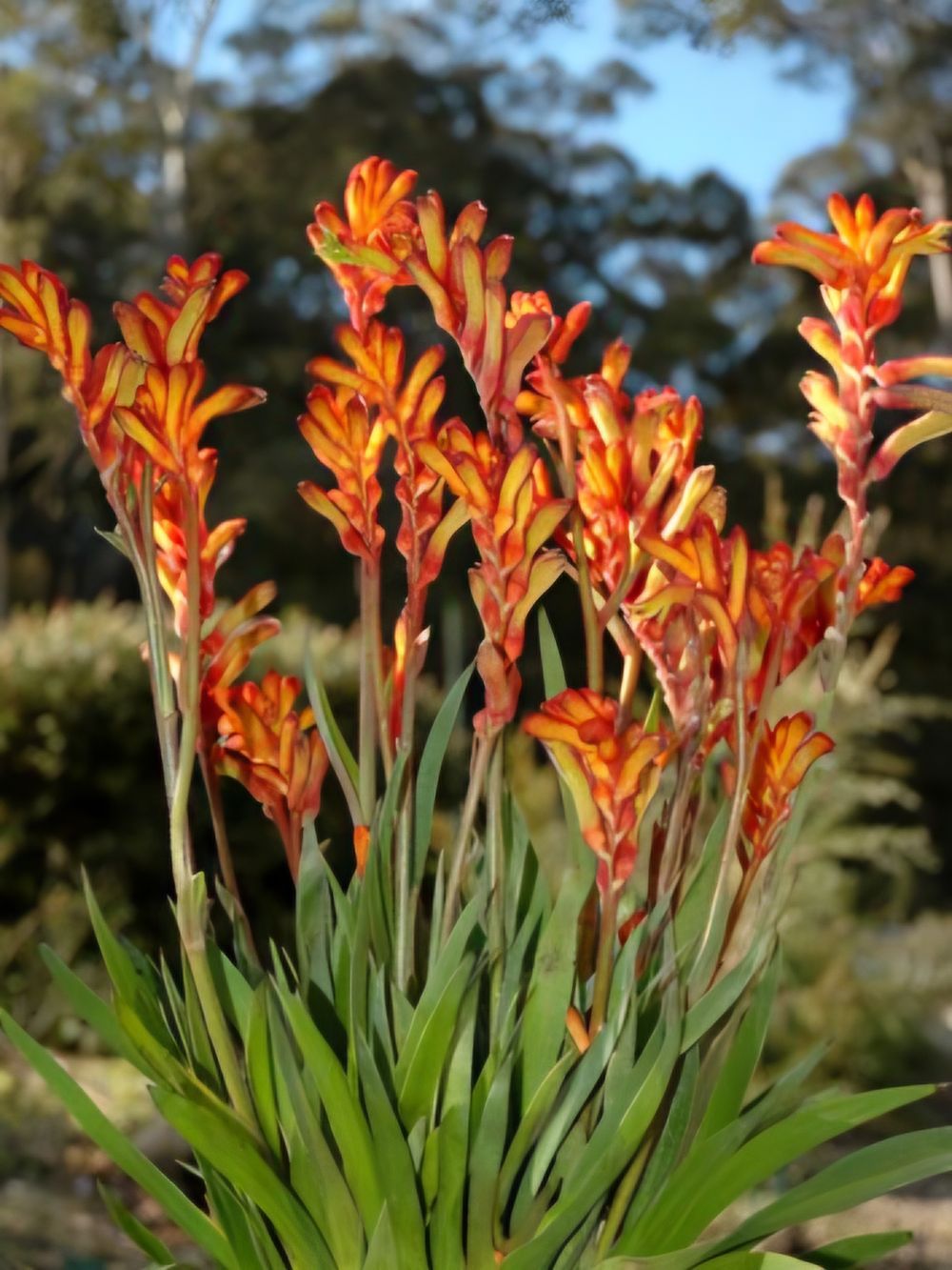 Anigozanthus Bush Fire (14cm)