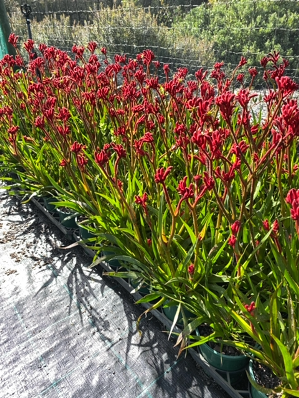 ANIGOZANTHUS BUSH INFERNO (14CM)