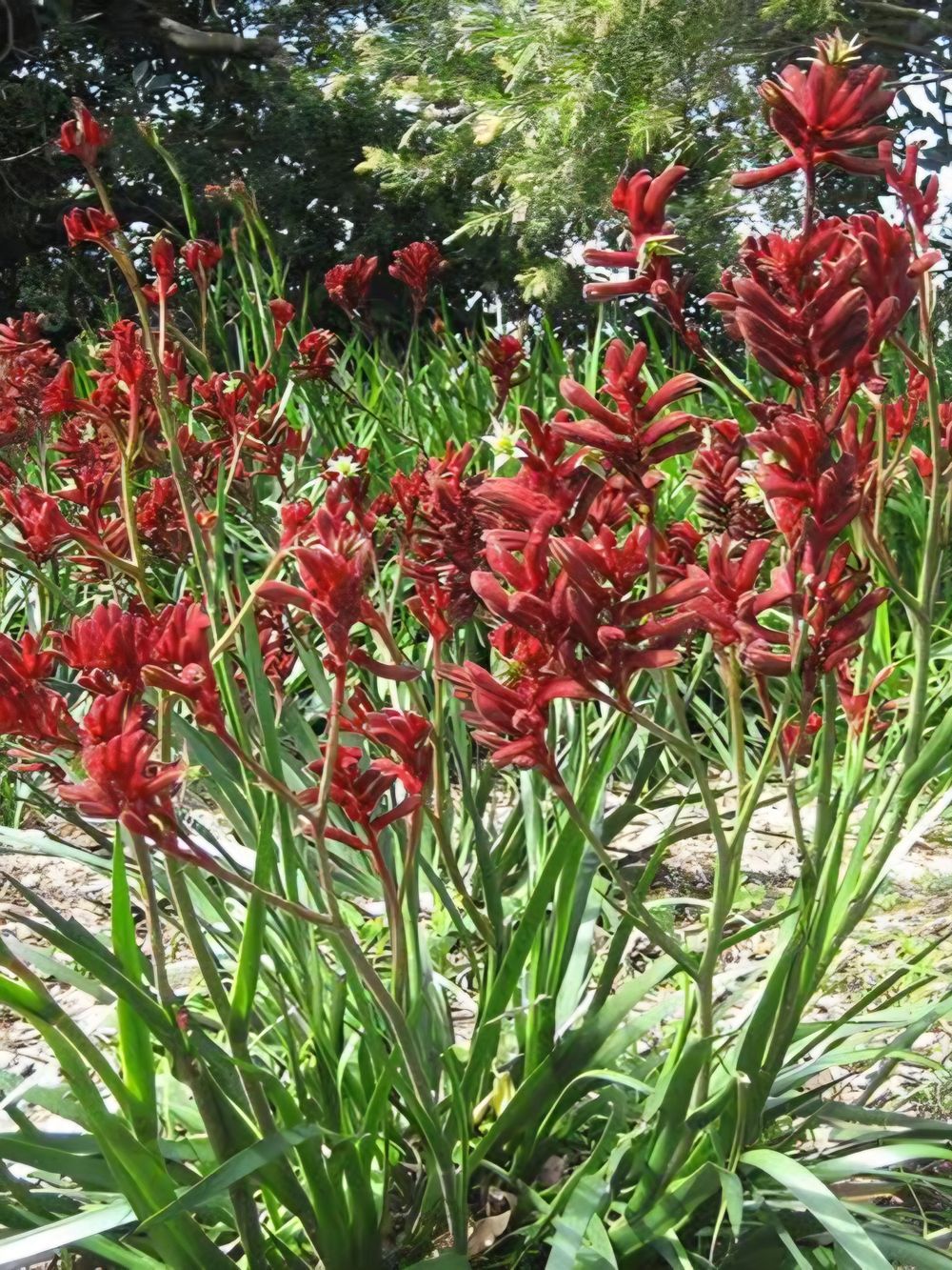 Anigozanthus Bush Ranger (14cm)