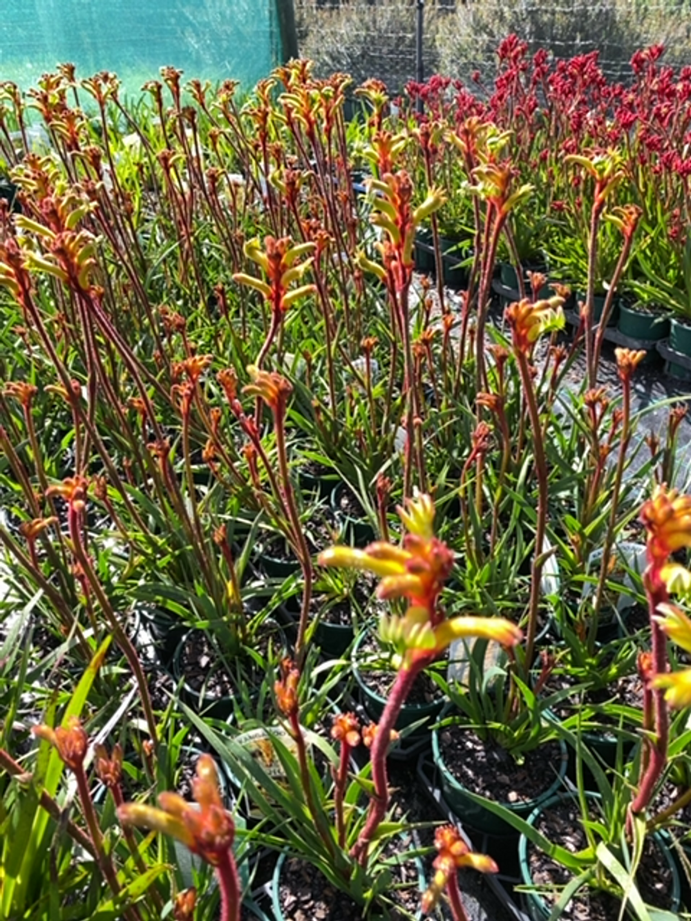 Anigozanthus Bush Tenacity (14cm)