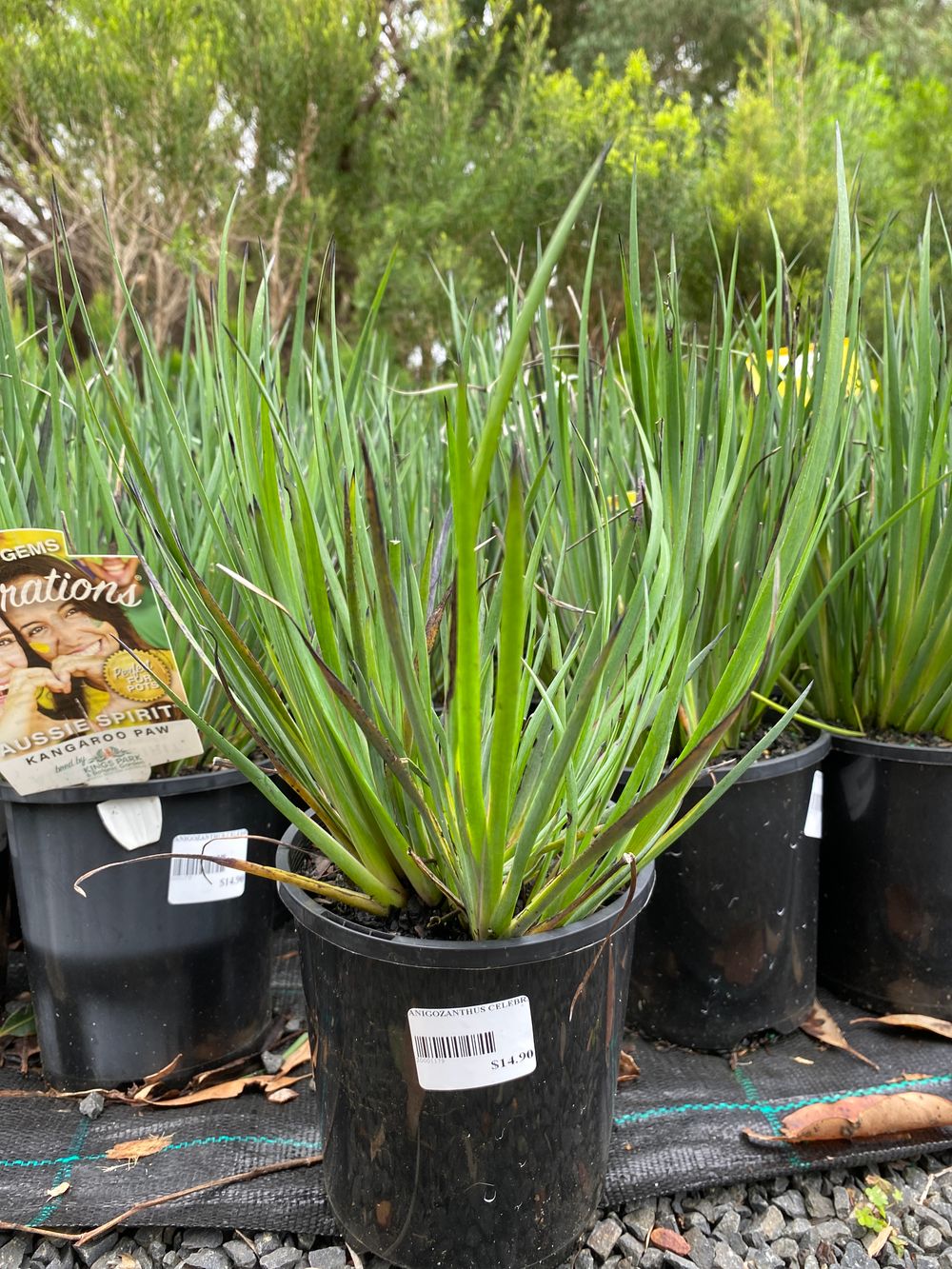 Anigozanthus Aussie Spirit (14CM)