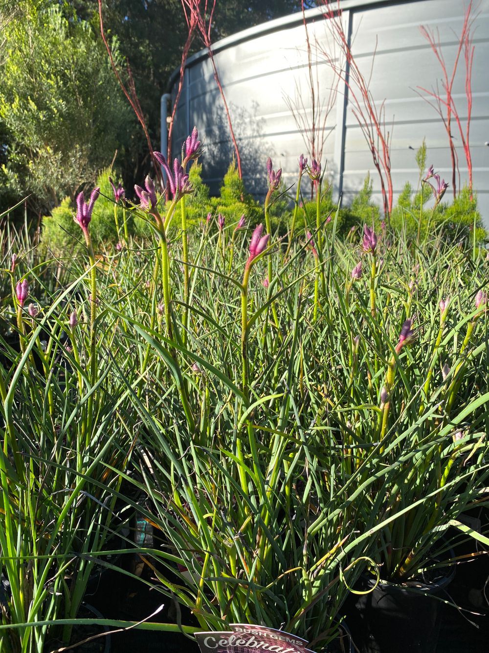 Anigozanthus Celebrations Carnivale PBR (17cm)