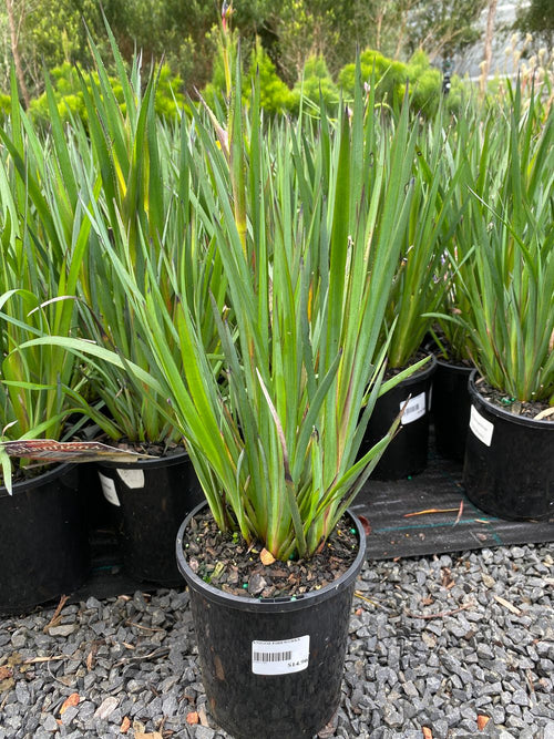 ANIGOZANTHUS CELEBRATIONS FIREWORKS PBR (14CM)