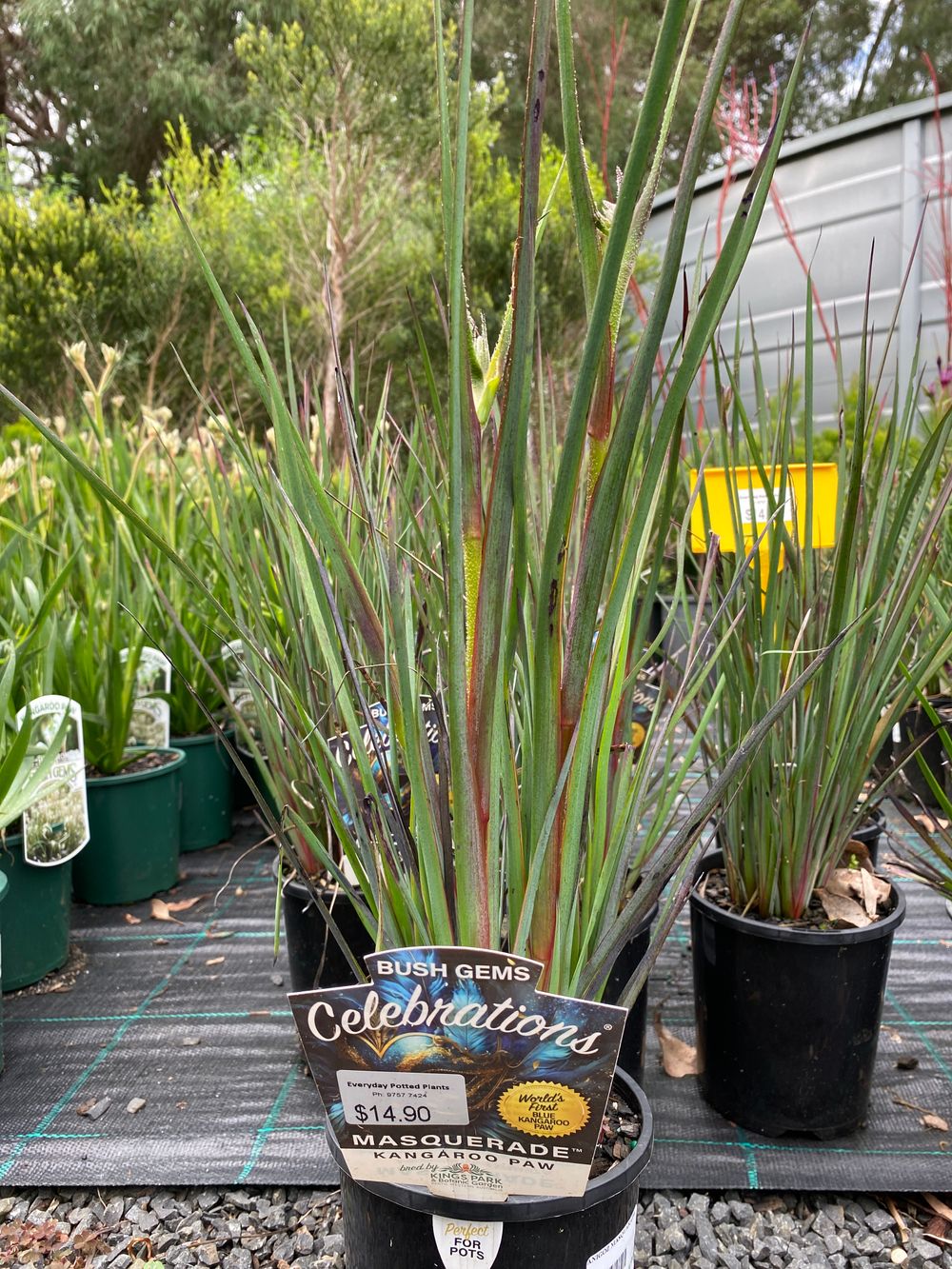 ANIGOZANTHUS CELEBRATIONS MASQUARADE PBR (14CM)