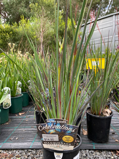 ANIGOZANTHUS CELEBRATIONS MASQUARADE PBR (14CM)