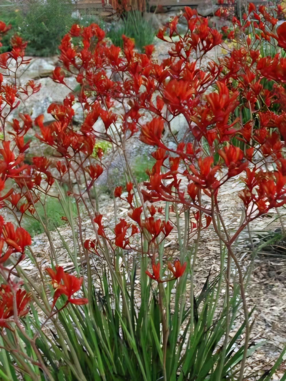 Anigozanthus Flavidus Red (14cm)