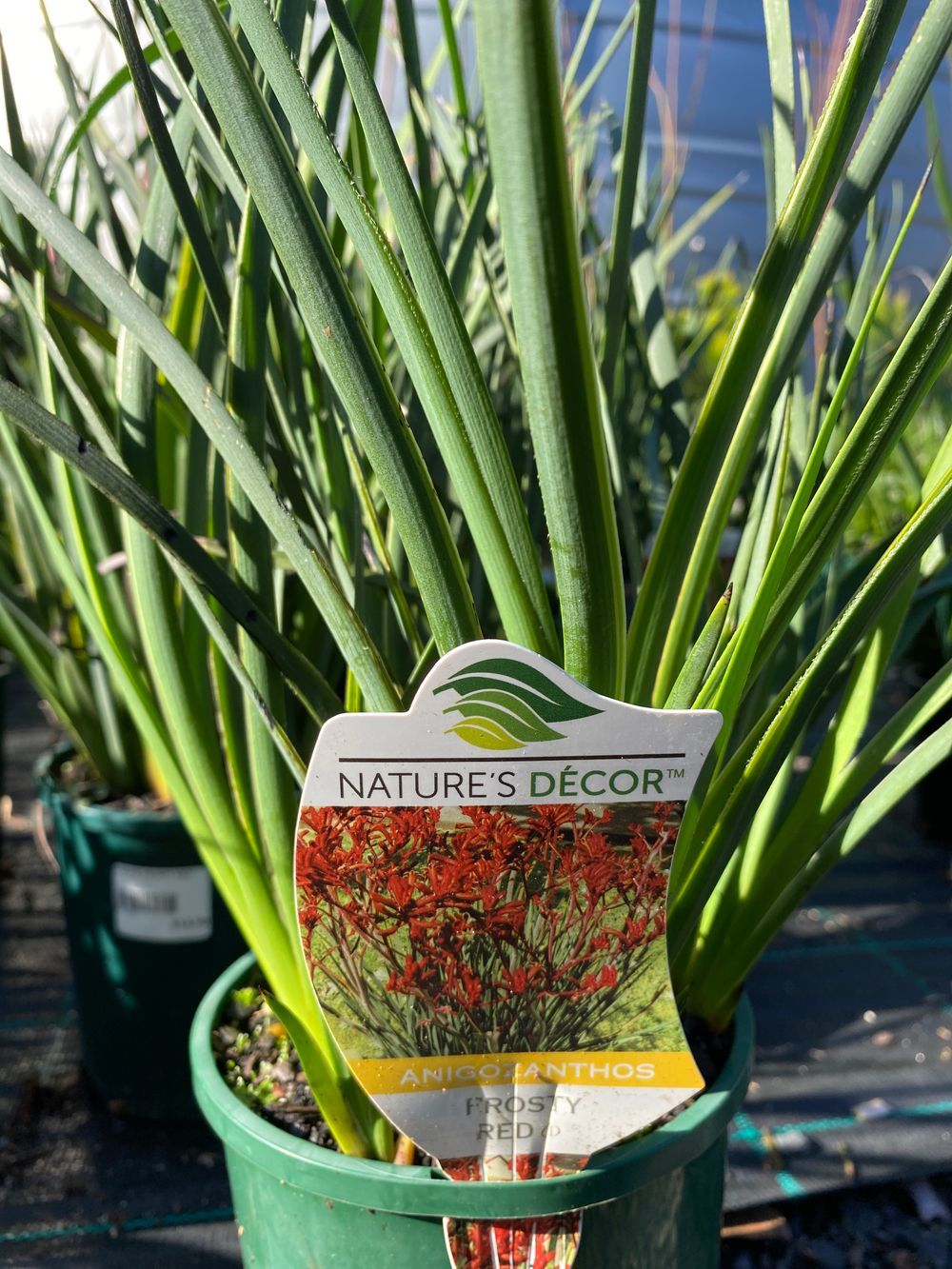 ANIGOZANTHUS FROSTY RED (14CM)