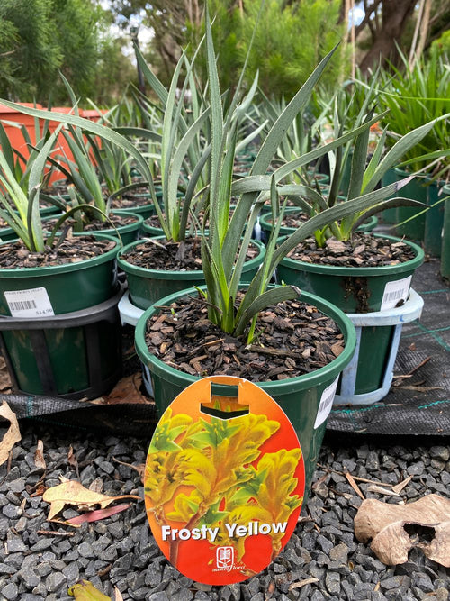 ANIGOZANTHUS FROSTY YELLOW (14CM)