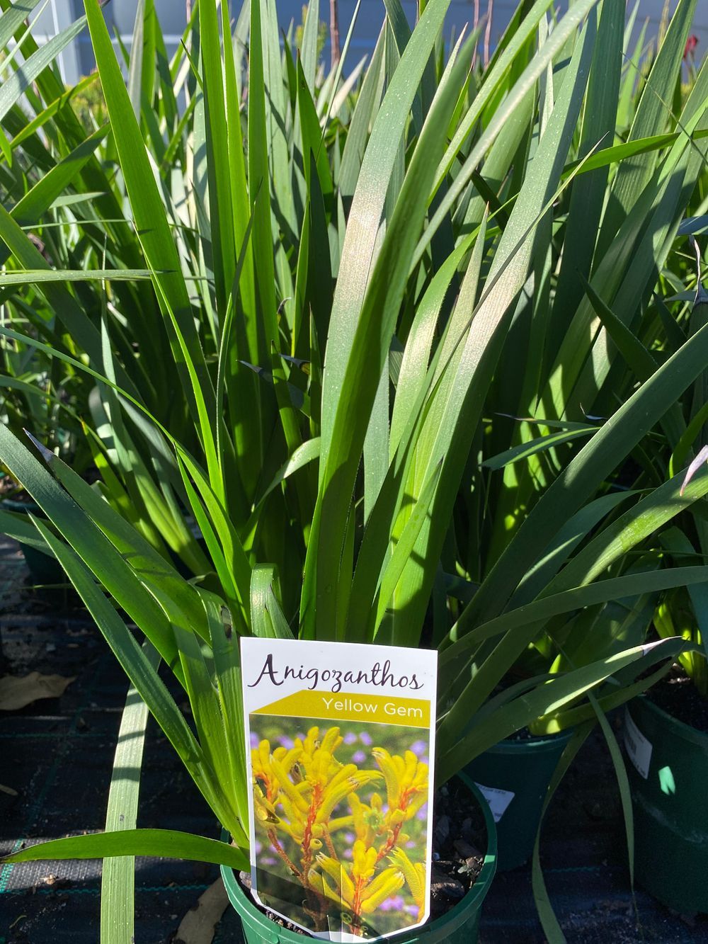 ANIGOZANTHUS YELLOW GEM (14CM)