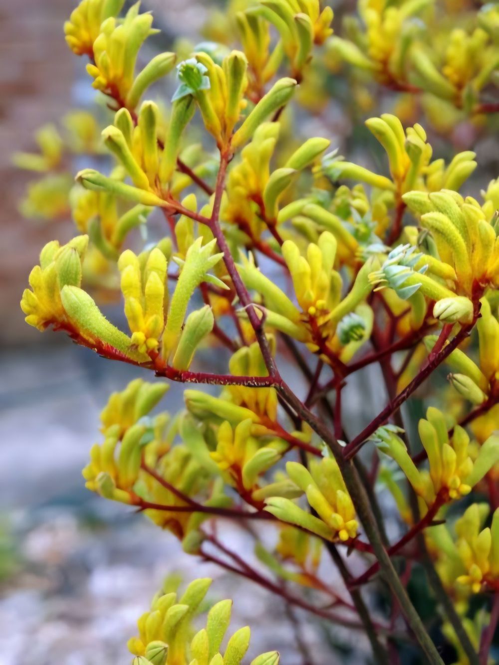 Anigozanthus Landscape Gold (14cm)