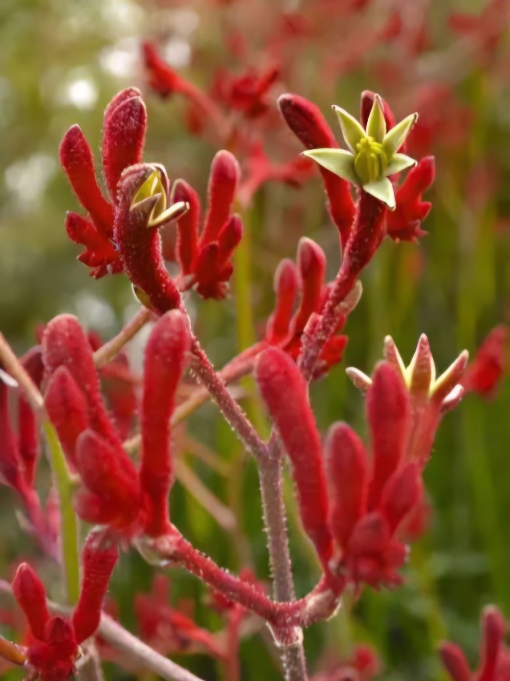 Anigozanthus Landscape Scarlet (14cm)