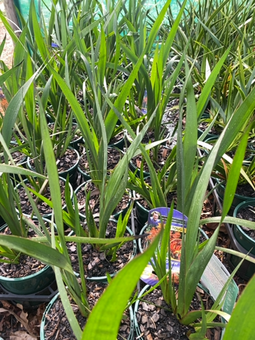 Anigozanthus Landscape Tangerine (14cm)