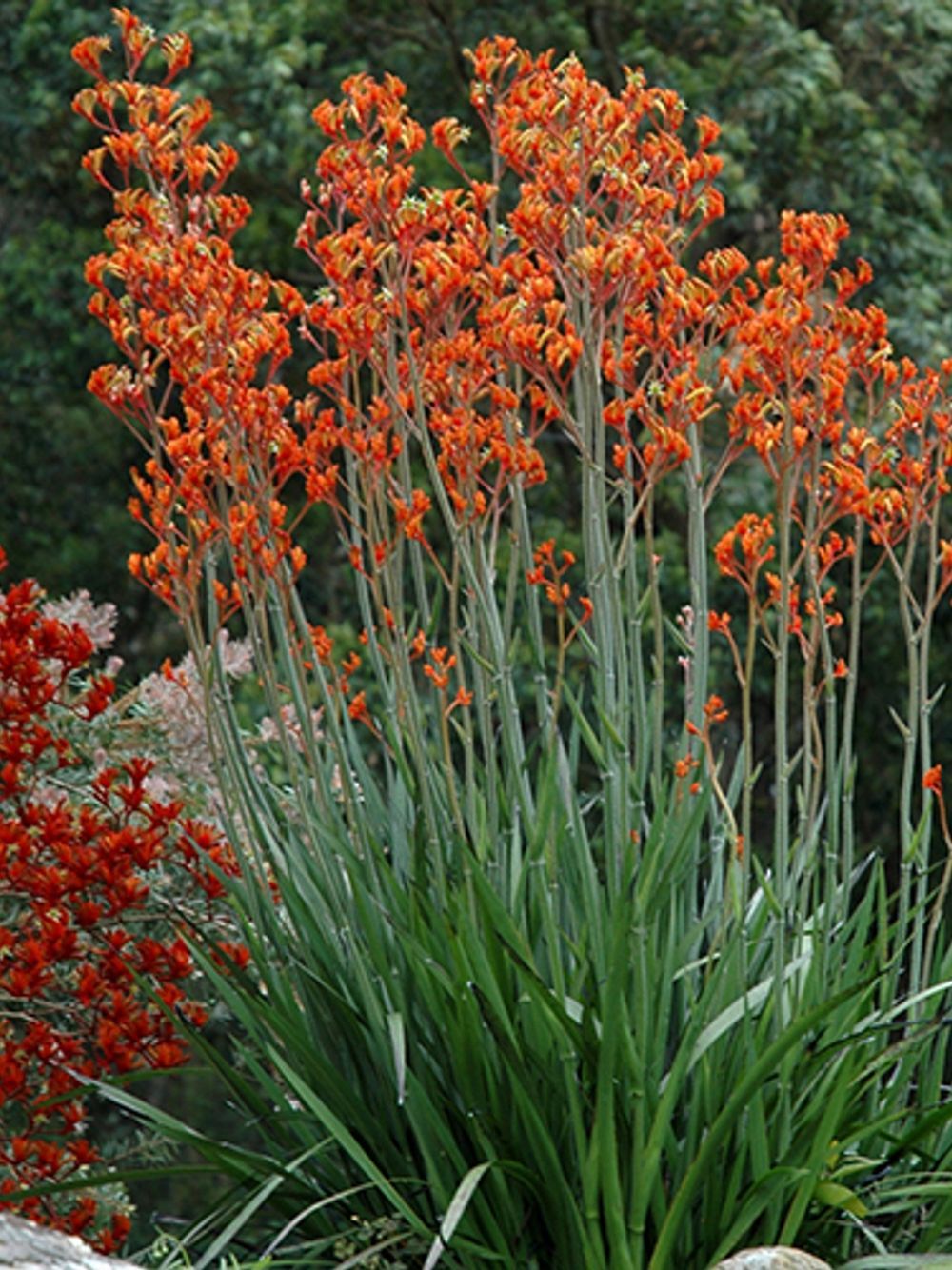 Anigozanthus Landscape Tangerine (14cm)