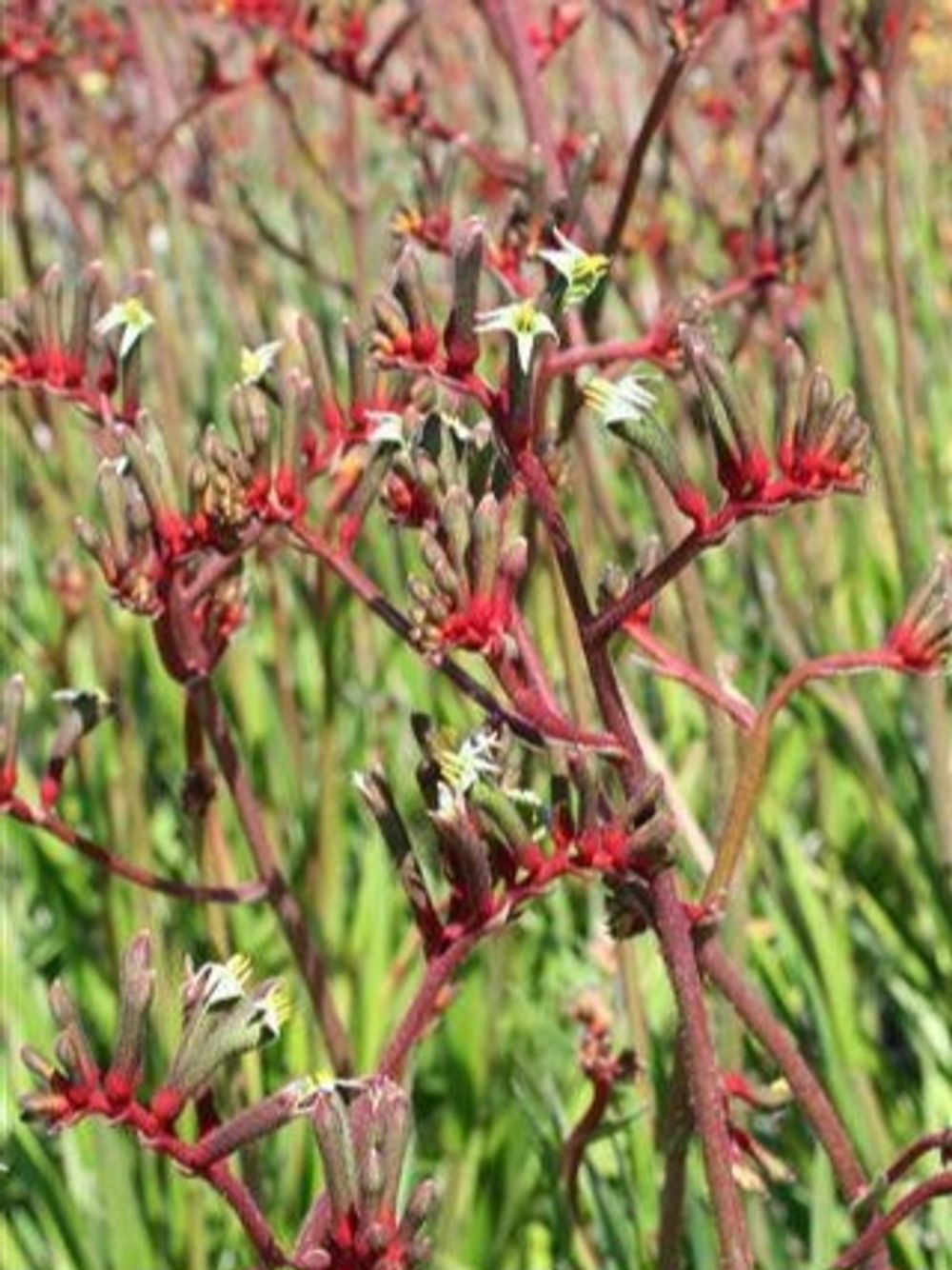 ANIGOZANTHUS REGAL VELVET PBR (14CM)