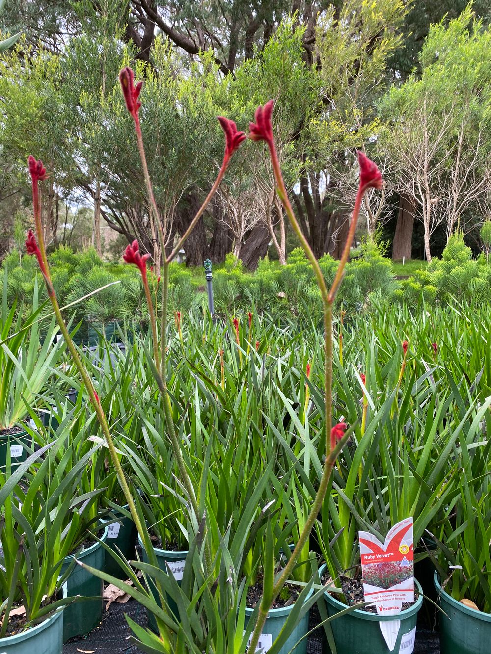 ANIGOZANTHUS RUBY VELVET (14CM)