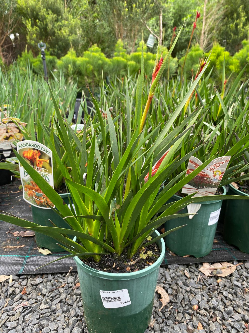 ANIGOZANTHUS RUBY VELVET (14CM)