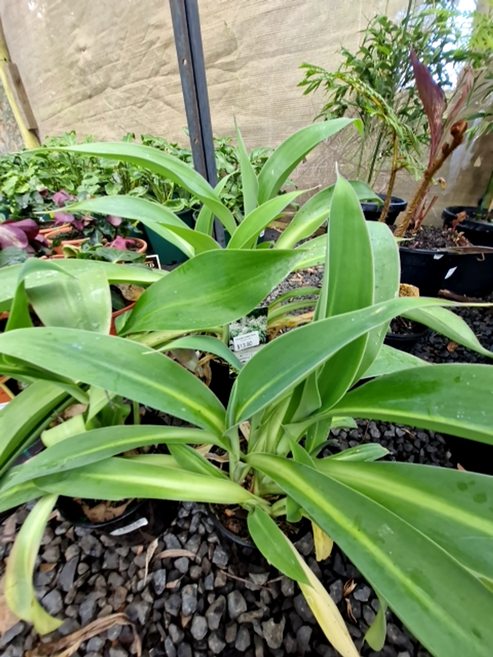 ARTHROPODIUM NEW ZEALAND ROCK LILLY (20CM)