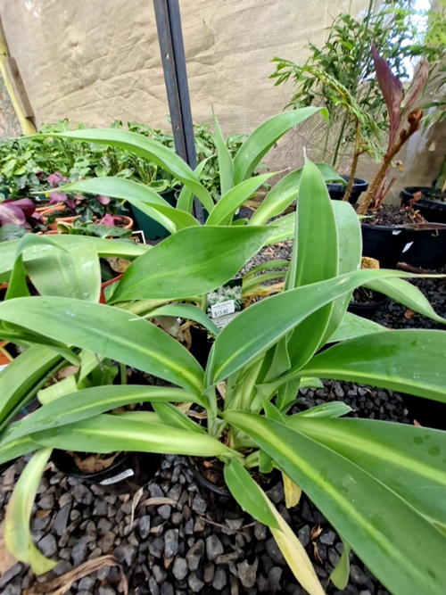 ARTHROPODIUM NEW ZEALAND ROCK LILLY (20CM)
