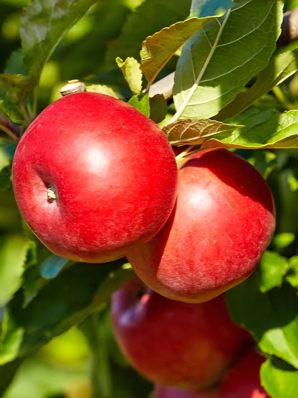 Apple Crimson Crisp (10lt)