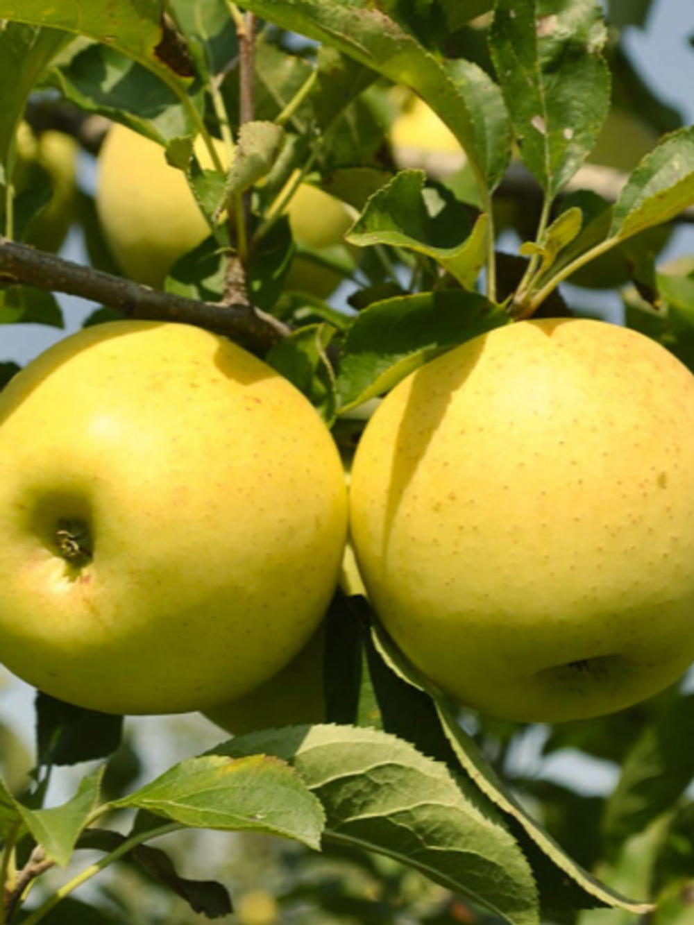 Apple Golden Delicious (6lt)