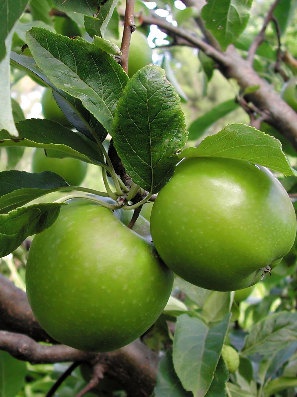 Apple Granny Smith (15lt)