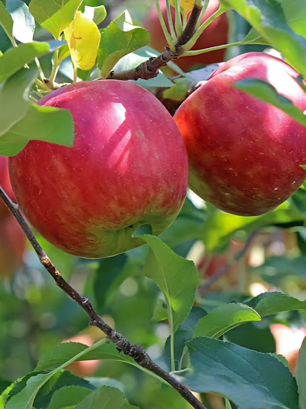 Apple Jonathan (15lt)